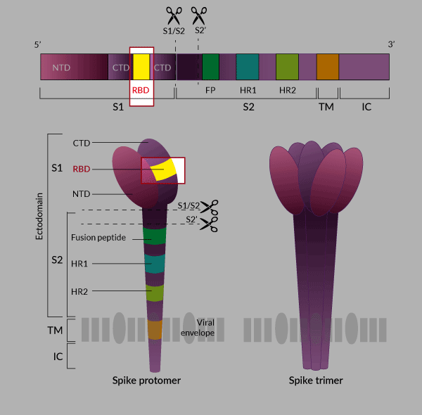 SARS-CoV-2 Spike protein - RBD