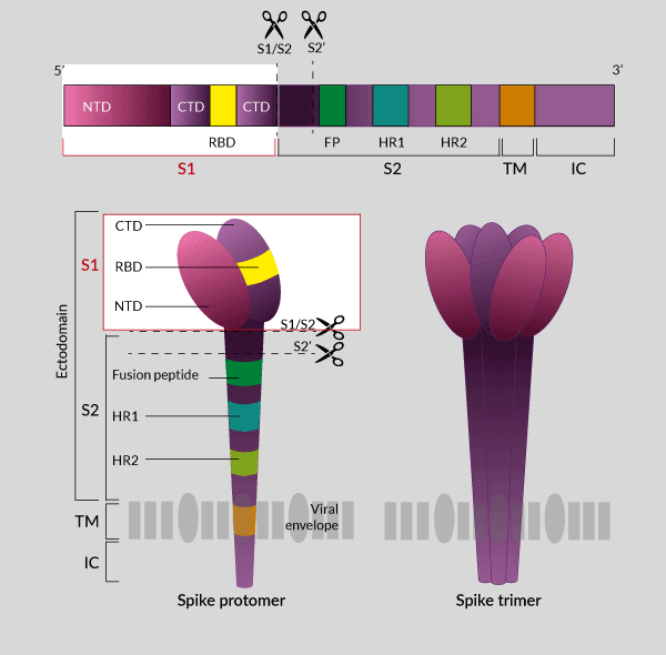 SARS-CoV-2 Spike protein - S1