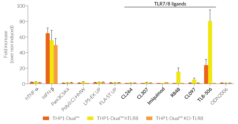 IRF responses in TLR8-OE and TLR8-KO THP1-Dual™ -derived cells