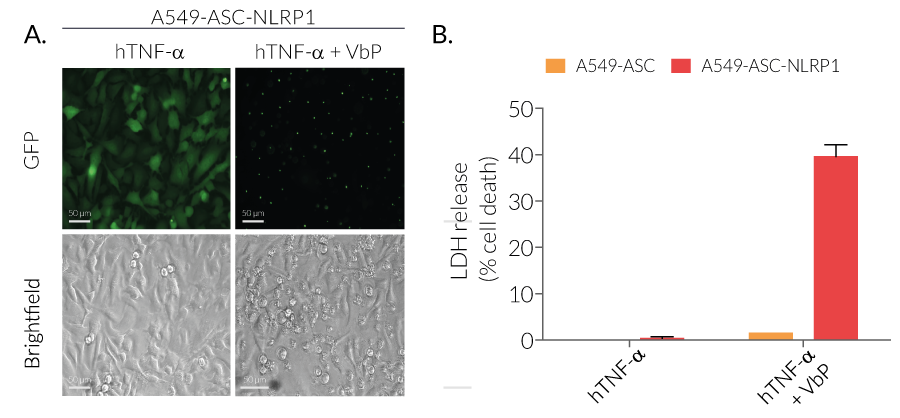 Functional validation of Val-boroPro-induced NLRP1 inflammasome activation