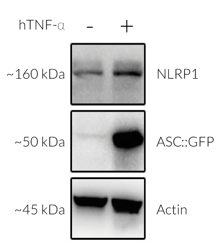 Validation of NLRP1 and inducible ASC::GFP expression