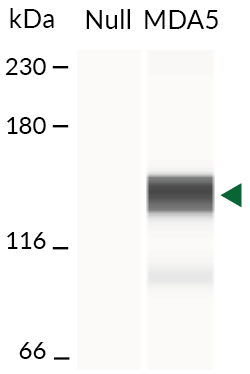 Human MDA5 expression (Western blot)