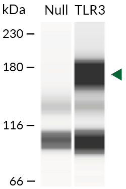 Human TLR3 expression (Western blot)