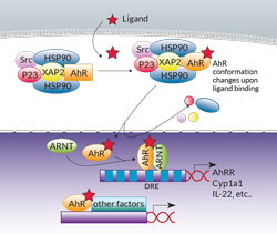 Ahr genomic signaling