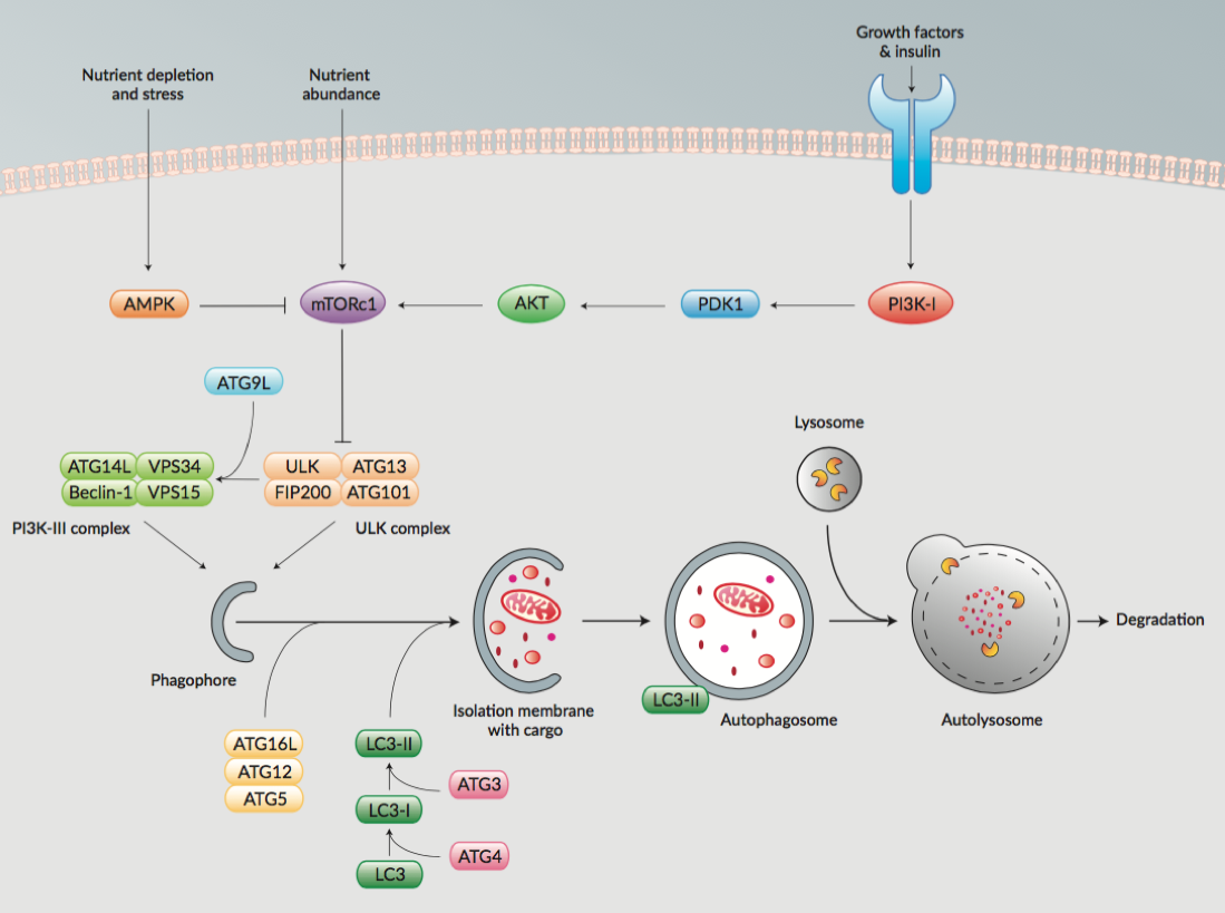 Autophagy Pathway