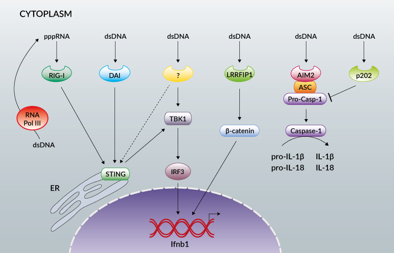 cytosolic DNA sensor pathway