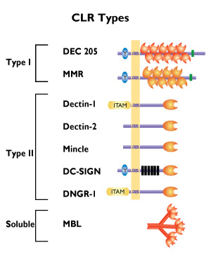 CLR types