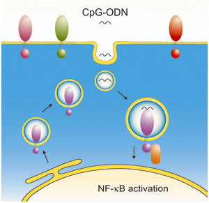 TLR9 CpG-ODN interactions