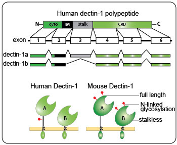 Schematic representation of the Dectin-1 major isoforms