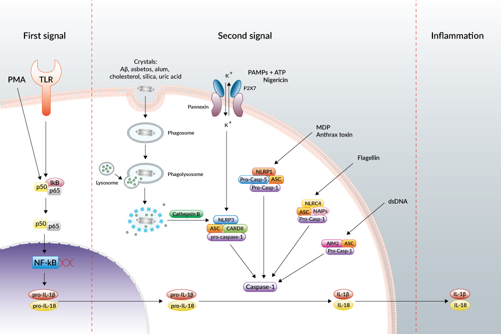 Inflammasomes pathway