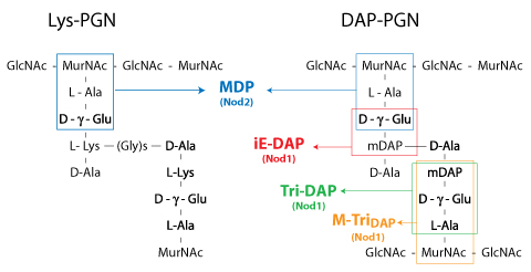 Shematic structure of Lys-PGN