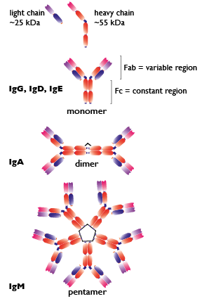 Effector fuctions of antibody isotypes