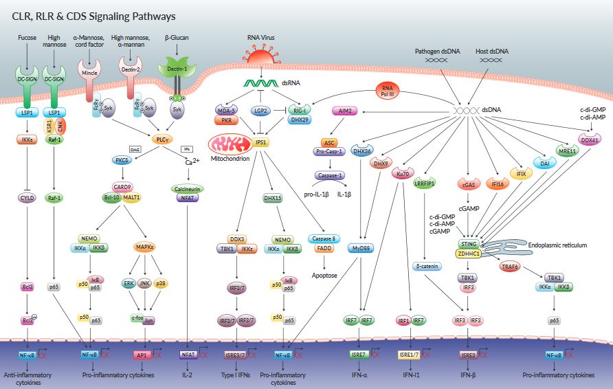 CLR C-type Lectin Receptors - RLR RIG-I-like receptors - CDS Cytosolic dsDNA Sensors Pathways