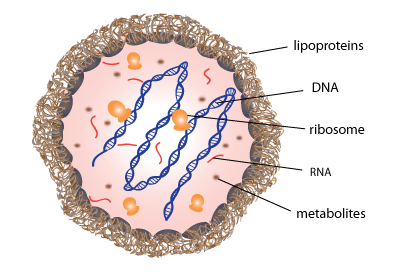 invivogen mycoplasma