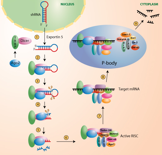 RNAi-mediated gene silencing in  mammals using shRNAs