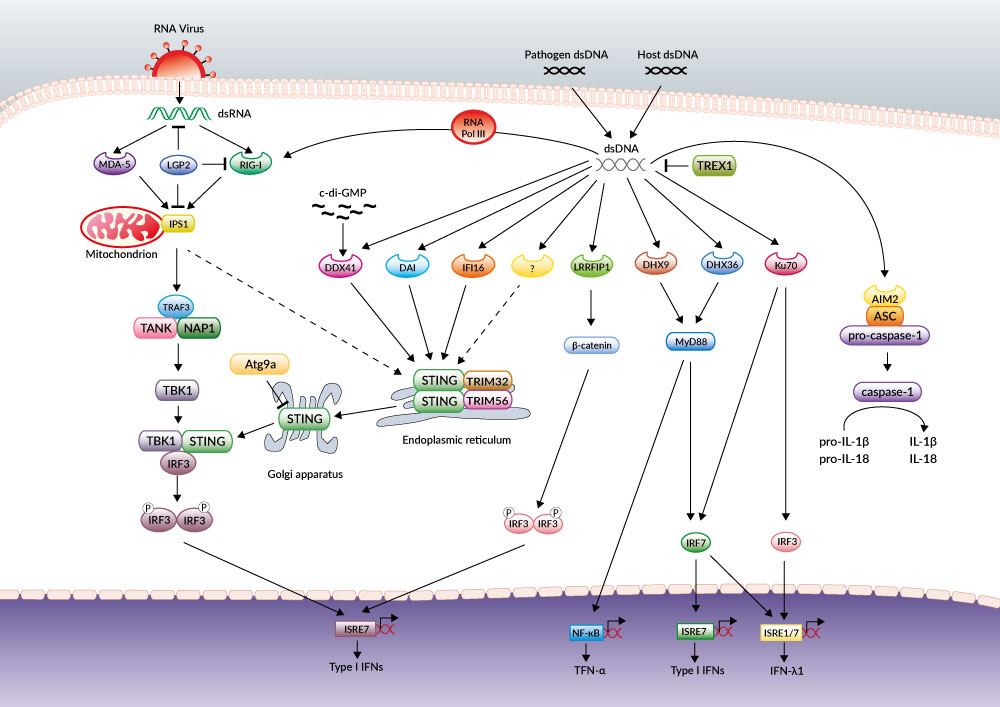 STING in the host response to intracellular pathogens