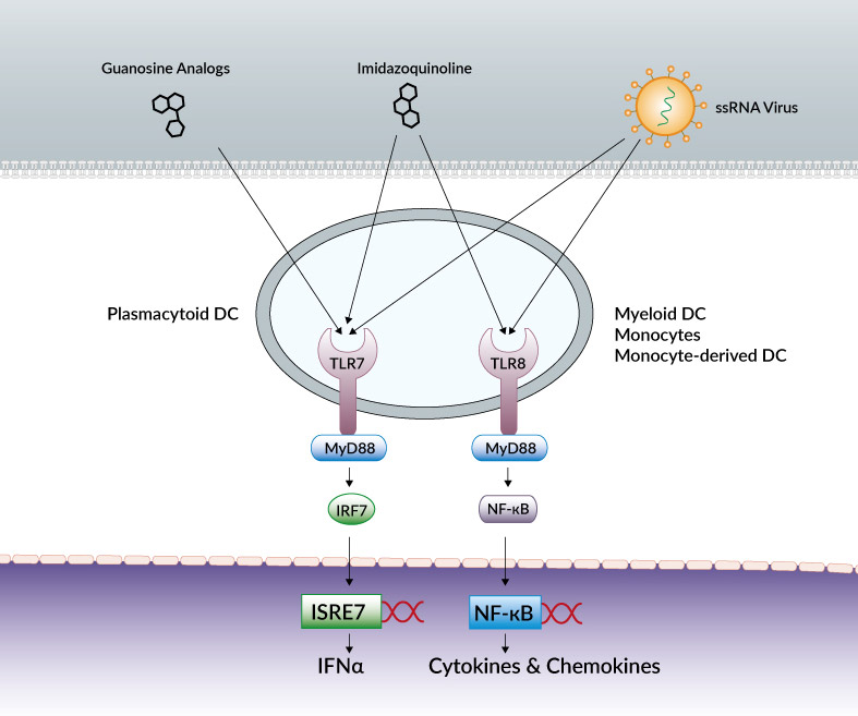 TLR7 and TLR8 activation pathways