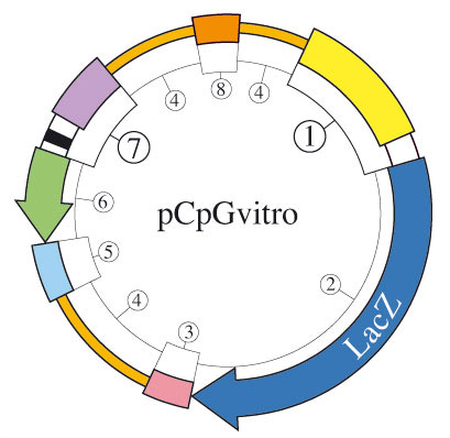 InvivoGen pCpGvitro map