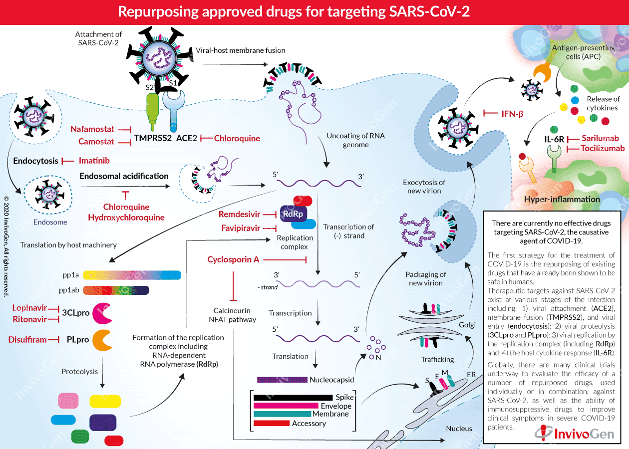 Spotlight on COVID-19: Treatment with repurposed drugs