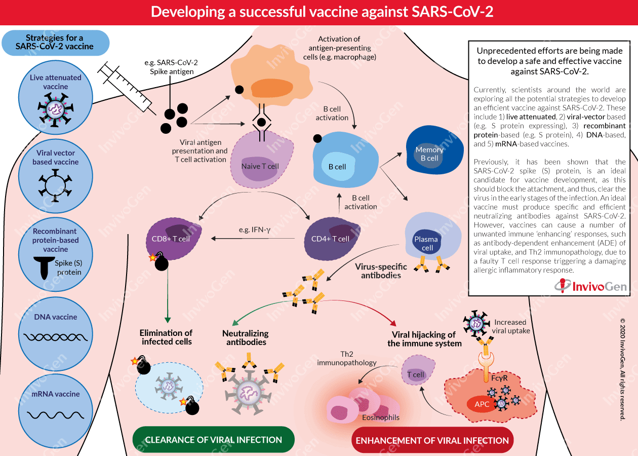 Spotlight on COVID-19: Vaccine development