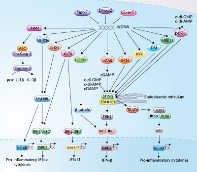 CDS signaling pathway