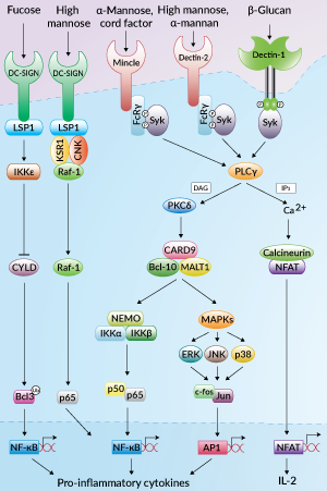 CLR signaling pathways