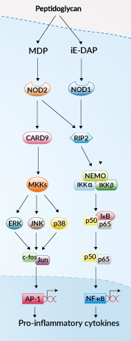 NOD signaling pathways