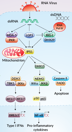 RLR signaling pathways