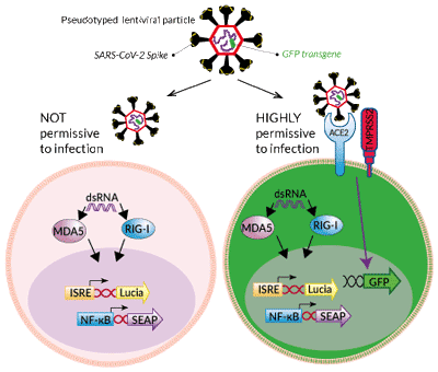 Reporter systems in A549-Dual™-derived cells