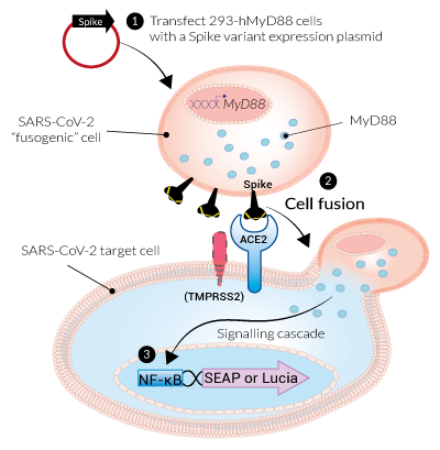 Cell fusion with 293-hMyD88