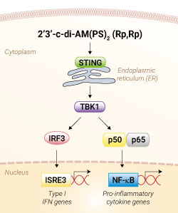 STING activation with 2’3’-c-di-AM(PS)2 (Rp,Rp)