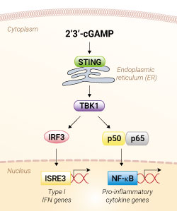 STING activation with 2’3’-cGAMP