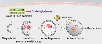 Inhibition of PI3K-III complex and autophagy by 3-MA