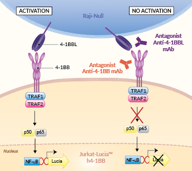 Principle of 4-1BB/4-1BBL cellular assay