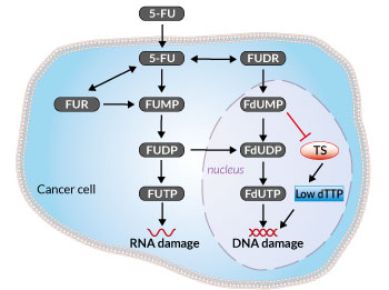 Metabolism of 5-Fluorouracil in a cancer cell