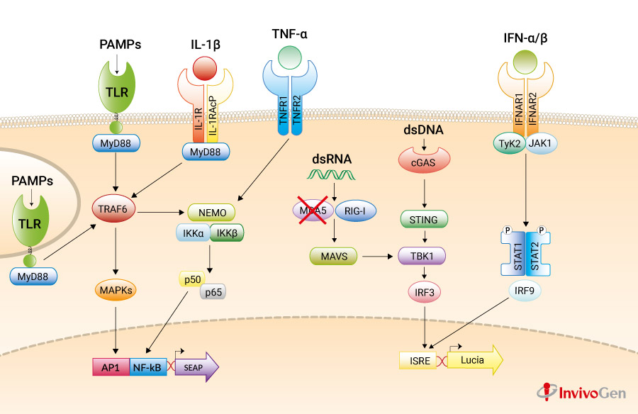 A549-Dual KO MDA5 pathway