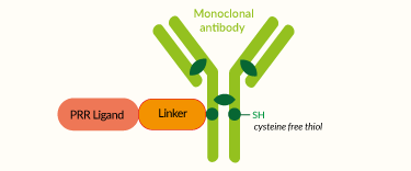 Overall ADC structure