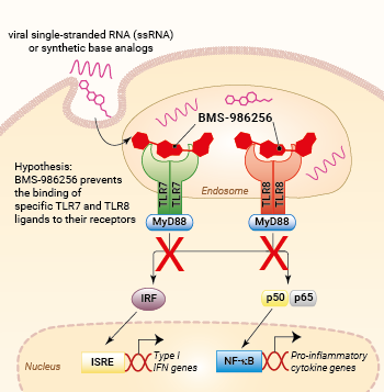 Inhibition of TLR7 and TLR8 signaling by BMS-986256