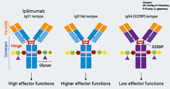 Ipilimumab Biosimilar Isotypes