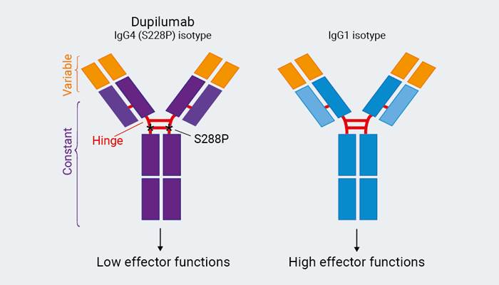 Dupilumab Biosimilar Isotypes