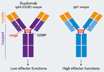 Dupilumab Biosimilar Isotypes