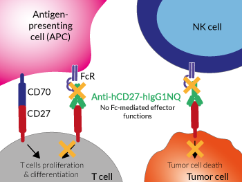 Anti-hCD27-hIgG1NQ induces no ADCC in cancer cells