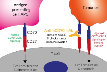 Anti-hCD70 mAb functions in cancer