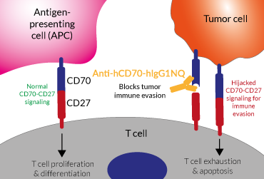 Anti-hCD70 mAb functions in cancer