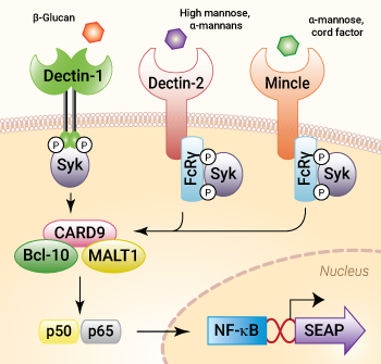 Signaling in HEK-Blue™ CLR cells