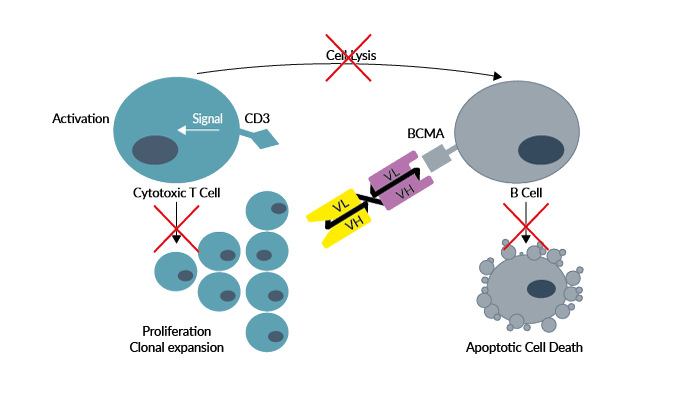 Bispecific antibody against human BCMA and β-Gal - Negative control