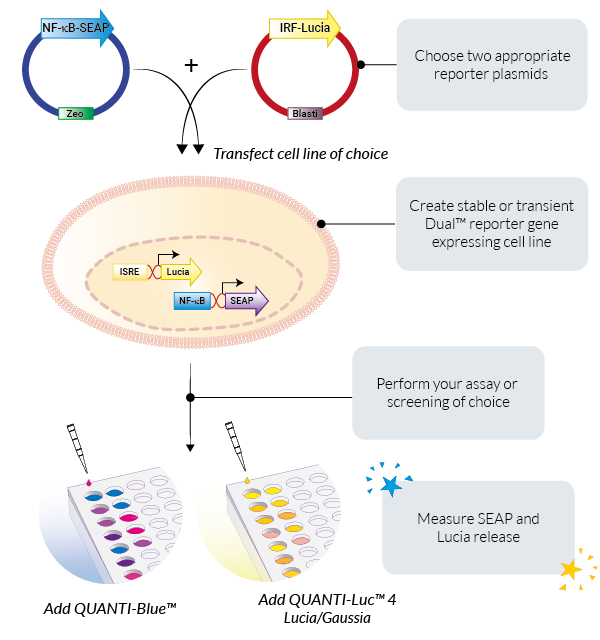 spike-cell-fusion-assay