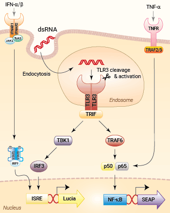 Reporter systems in THP1-Dual™ hTLR3 cells