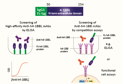 Potential applications of soluble Fc-h4-1BBL protein