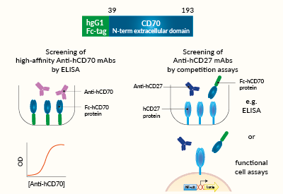 Potential applications of soluble Fc-hCD70 protein